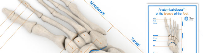 Foot Anatomy Poster